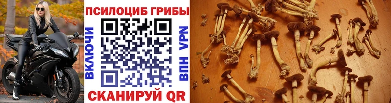 магазин  наркотиков  MEGA ССЫЛКА  Псилоцибиновые грибы ЛСД  Курганинск 